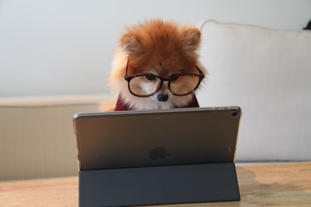 Dog studying at a Mac